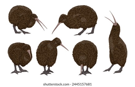 Set of realistic Kiwi birds. Kiwi birds stand, look for food and scream. Endemic of New Zealand. Vector animal