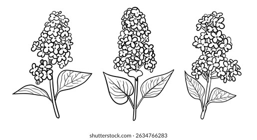  Set of Realistic lilac branch with flowers and leaves  on a white background. black outline. Hand drawing
 Vector.
