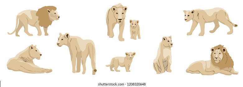 Set of realistic lions, lionesses and their cubs. Animals of Africa. Big cats. Vector object isolated on white background.