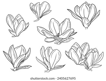 Set of realistic magnolia flowers bud leaf in black isolated on white. Hand drawn vector sketch illustration in doodle engraved vintage outline style. Spring blooming, blossom, botanical, garden.