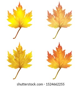 Set of Realistic maple leaves isolated on white background. Vector
