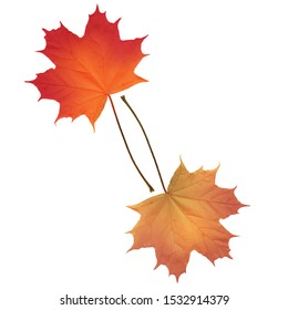 Set of Realistic maple leaves isolated on white background. Vector