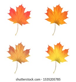 Set of Realistic maple leaves isolated on white background. Vector