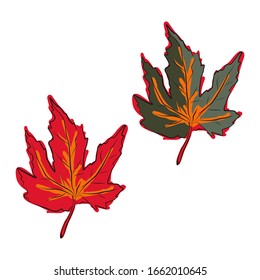 Set of Realistic maple leaves isolated on white background. Vector eps10 illustration