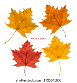 Set of realistic maple leaves isolated on a white background. Autumn maple tree leaf for the design of greeting cards, holiday banners, and posters.