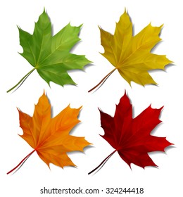 Set of Realistic maple leaves isolated on white background. Vector eps10 illustration