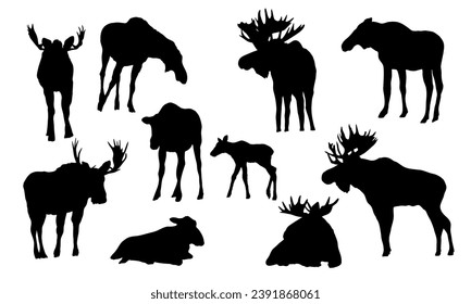 Set of realistic moose silhouettes. Males with large horns, females and cubs of the European elk Alces alces stand, walk and lie down. Realistic vector animals