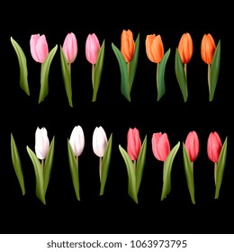  set of realistic multicolored tulips. Pink, white, orange, red. Isolated on a black background. vector illustration for any festive decoration.