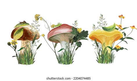 Set of realistic mushrooms. Illustration for children, isolate on white background.