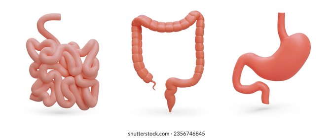 Set of realistic organs of gastrointestinal tract. Human digestive system. 3G stomach, small intestine, large intestine. Color isolated vector illustration with shadows