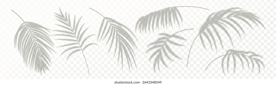 Set of realistic palm leaf shadow isolated on transparent background. Gray blurred shadows of tropical leaves. Design elements for summer banner, flyer, poster, party invitation. Vector illustration