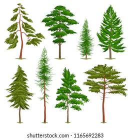 Set of realistic pine trees of various type isolated on white background vector illustration 