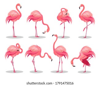 Set of realistic pink flamingos. Exotic bird in different poses. Flamingos with beautiful pink wings. Vector illustration