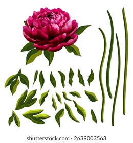 Set Realistic pink peony hand drawn in watercolor style. Collection flower leaves and stalk vector on an isolated white background