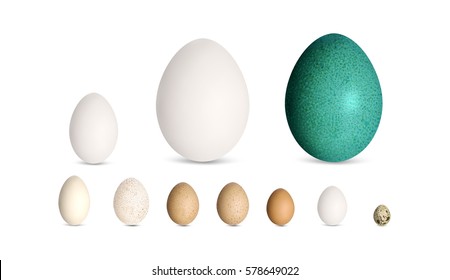 Set of realistic poultry eggs. Goose, ostrich, emu, duck, guinea fowl, turkey, chicken, quail egg. For web, print, etc. Vector illustration.