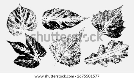 A set of realistic prints of various leaves. Ink stamps of leaves. Grunge texture of veined leaf patterns.  Botanical leaf imprint texture. Illustrated vector clipart. Hand draw no no ai.