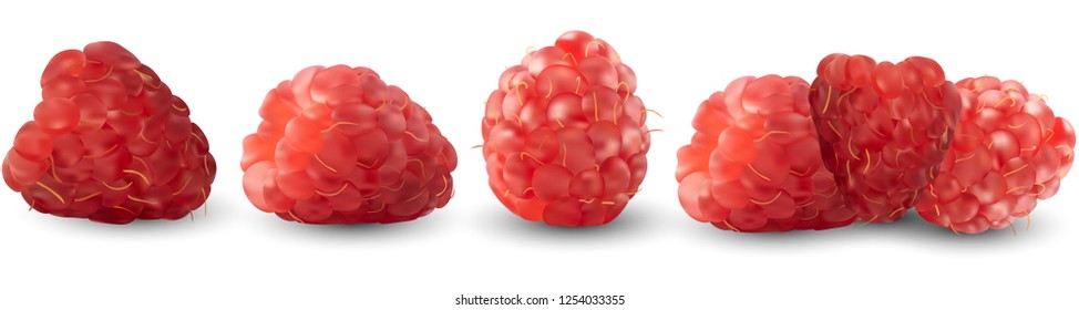 Set of realistic raspberries isolated against a white background. Vector illustration. Useful fruits, vitamins.