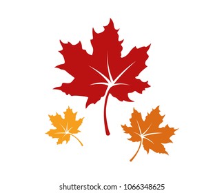 Set Realistic Red Maple Leaves, Nature Leaf
