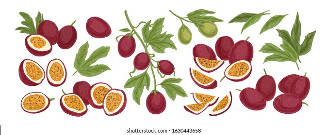 Set of realistic ripe tropical fruits half and slices vector illustration. Colored graphic hand drawn passion fruit isolated on white background. Collection of growth with leaves