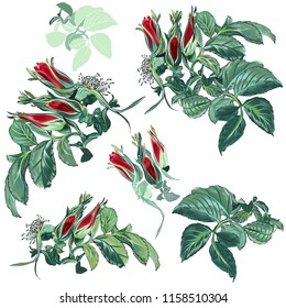 Set of realistic rose branches in vintage style