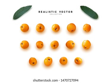 Set of realistic rowan berries, hawthorn, viburnum. vector illustration