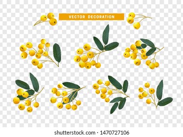 Set of realistic rowan berries, hawthorn, viburnum. vector illustration