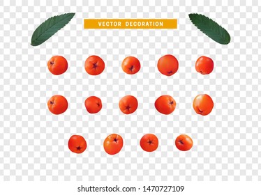 Set of realistic rowan berries, hawthorn, viburnum. vector illustration