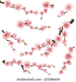 Set of realistic sakura japan cherry branch with blooming flowers. Nature background with blossom branch of pink sakura flowers. Template isolated on white background. EPS 10 vector file included