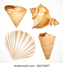 Set realistic seashells isolated on white background 1