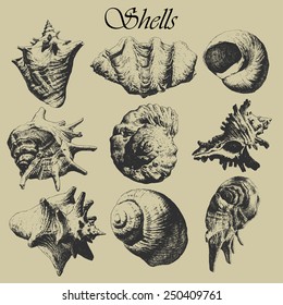 Set and realistic shells  Hand drawn 