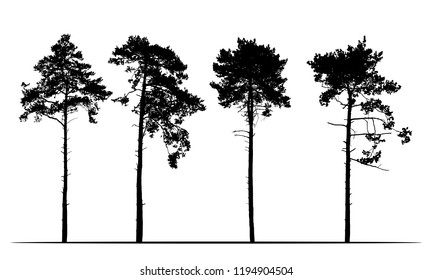 Set of realistic silhouettes of coniferous trees, isolated vector on a white background