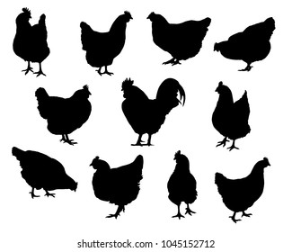 Set of realistic silhouettes hens and chickens - isolated vector on a white background