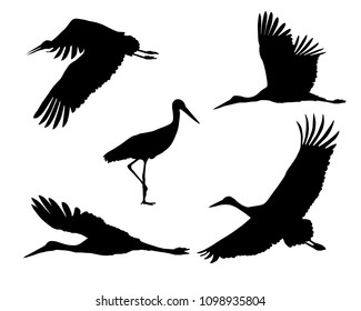 Set of realistic silhouettes stork or heron, flying and standing - vector