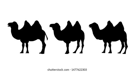Set of realistic silhouettes of three camels with two humps. Caravan isolated on white background - vector