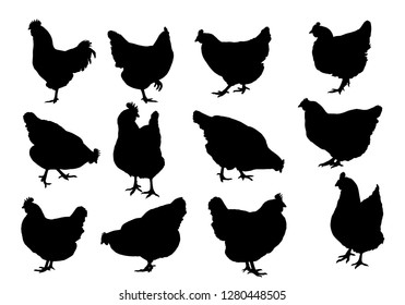 Set realistic silhouettes of three hens, rooster or chickens, pecking and walking - vector