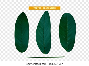 set of realistic simple green petals and leaves. Vector illustration