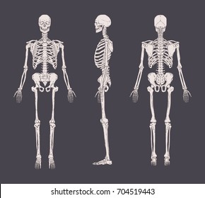 Set of realistic skeletons isolated on gray background. Anterior, lateral and posterior view. Concept of anatomy of human skeletal system. Vector illustration for educational or medical banner.