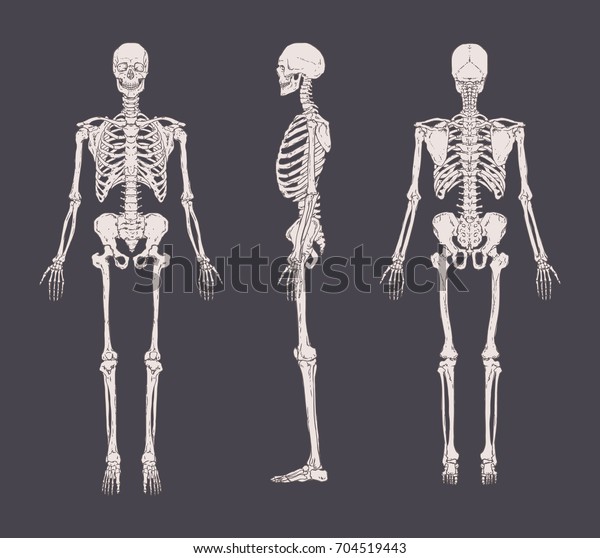 グレイの背景にリアルなスケルトンのセット 前 左右 後面図 人間の骨格系の解剖学のコンセプト 教育用または医療用バナーのベクターイラスト のベクター画像素材 ロイヤリティフリー