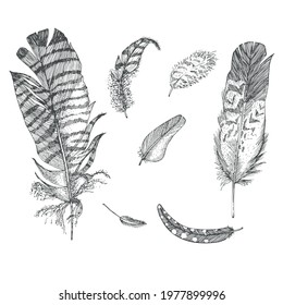 Set Realistic sketch of bird Feather on isolated background. Detailed ink Line pen Clip Art, Black and White Boho Clipart. Hand Drawn engraving style plume. Vintage Vector Illustration