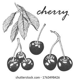 Un conjunto de bocetos realistas de cerezas y hojas de cerezo. Varias hojas de un cerezo en una rama. Ilustración botánica. Escondido a mano y aislado en un blanco. Vector blanco y negro.