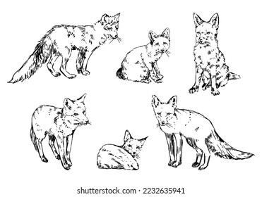 Set realistic sketches foxes  Doodle forest wild animals  Hand drawn vector illustration  Clip arts collection isolated white 