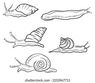 SEt of realistic snails in black. Giant african land snail, garden, roman, arion rufus slug, candy cane, grape, cosmetology, lifting. Hand drawn vector sketch illustration in engraved vintage outline.