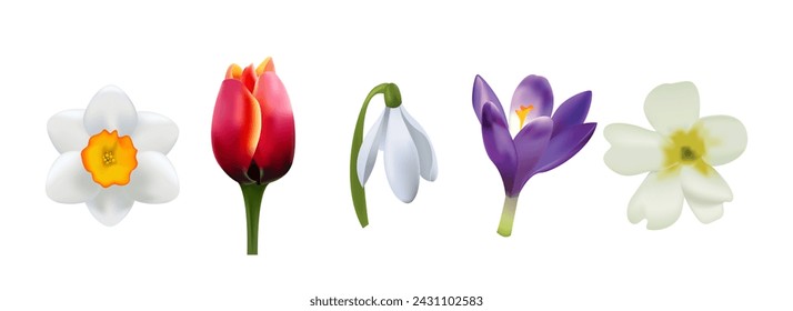 Establecer flores de primavera realistas. Narciso, tulipán, flor de gota de nieve, azafrán y rosa de las flores blancas. Planta de primavera. Herbario para Decoración. Ilustración vectorial de moda.