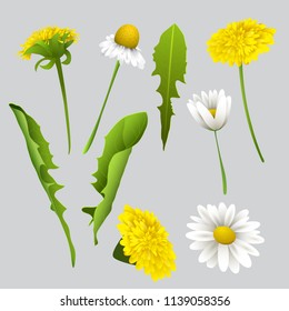 Set of realistic spring or summer flowers and leaves. Dandelions and chamomile flowers. Decorative vector elements. Summer desing.