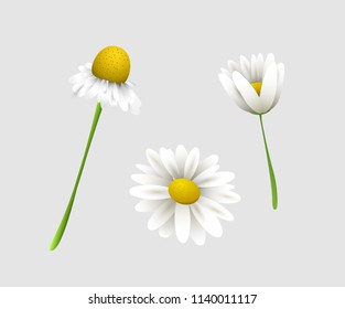 Set of realistic spring or summer flowers. Chamomile flowers. Decorative vector elements.