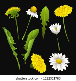 Set of realistic spring or summer flowers and leaves. Dandelions and chamomile flowers. Decorative vector elements. Summer desing.