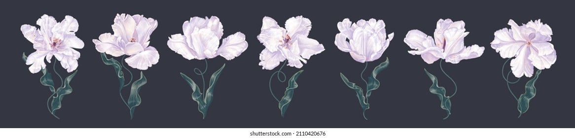 Set of realistic spring white tulip flowers. Unusual kind of tulips crossed with irises. Vector clip-art elements high detailed isolated on dark background. Easy to edit and customize for your design.