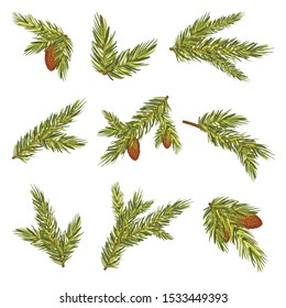 Set Of Realistic Spruce Branches With Cones Vector Illustration