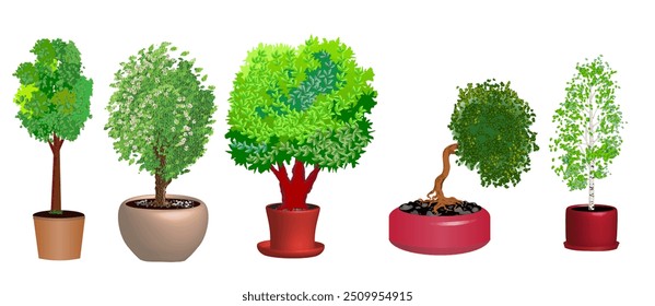 Set of realistic style bonsai trees in pots. Vector illustration isolated on white background.