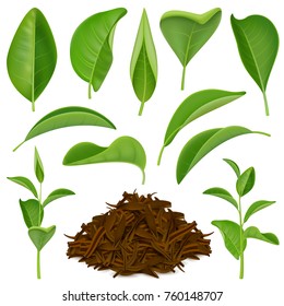 Set of realistic tea leaves with fresh green and dried foliage isolated on white background vector illustration 